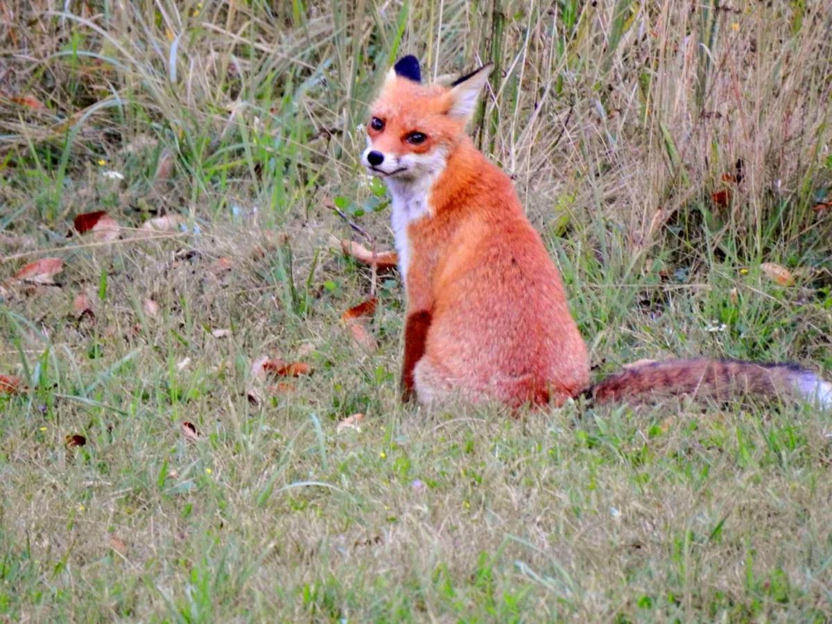 CsesztregOkerka Vendeghazアパートメント エクステリア 写真